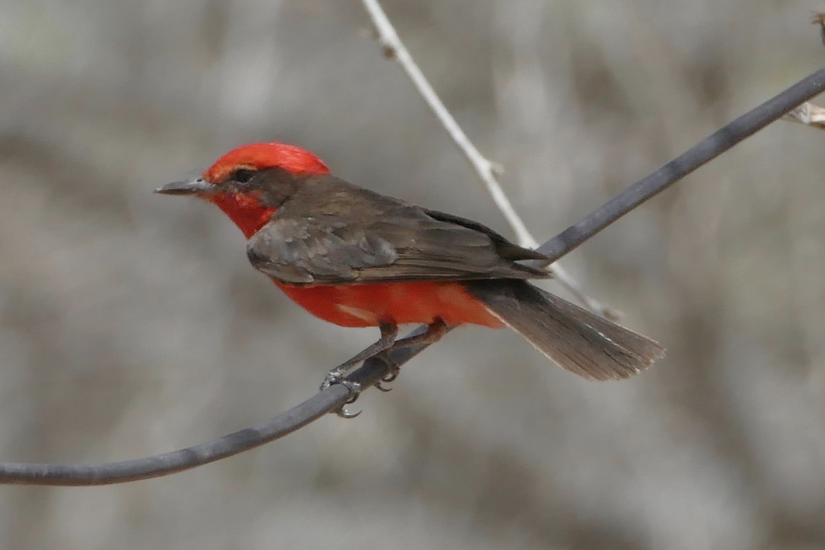 Vermilion Flycatcher - ML107926141