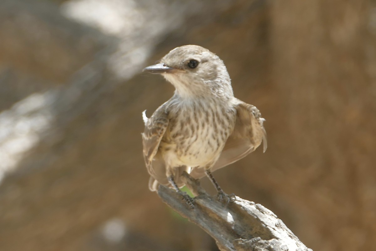 Vermilion Flycatcher - ML107926151