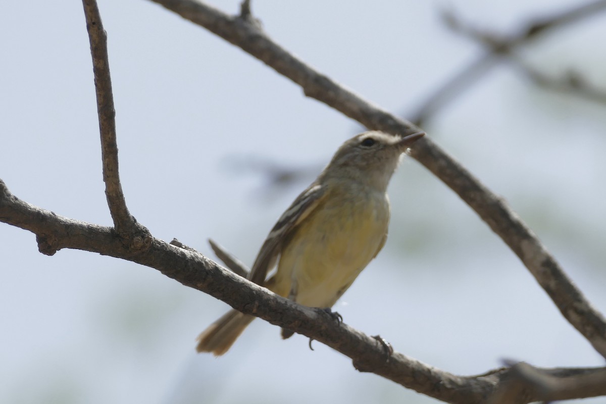 Slender-billed Tyrannulet - Peter Kaestner