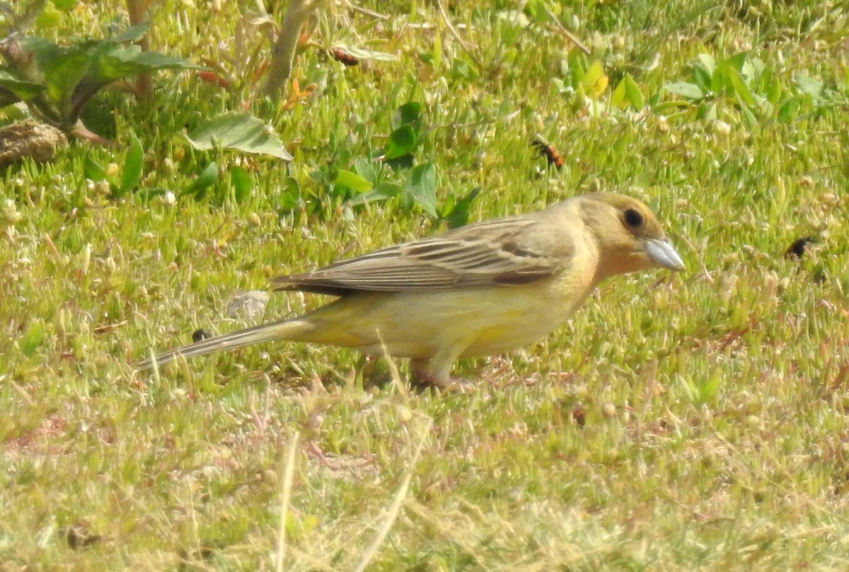 Red-headed Bunting - ML107926271