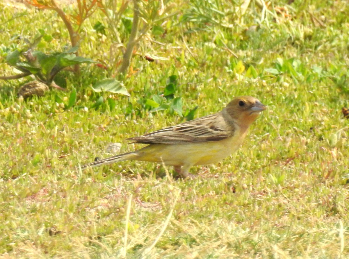 Red-headed Bunting - ML107926281