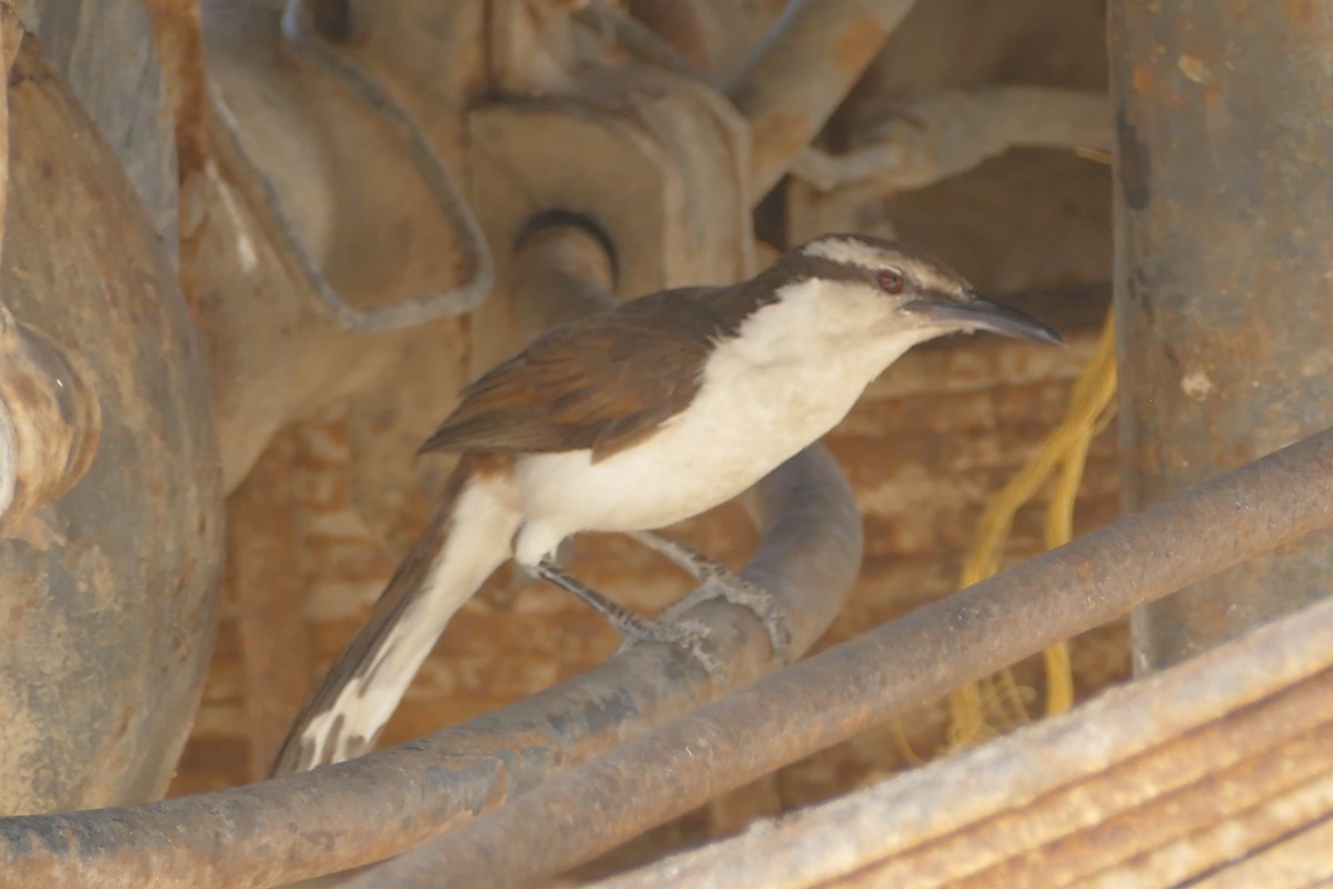 Bicolored Wren - ML107926601