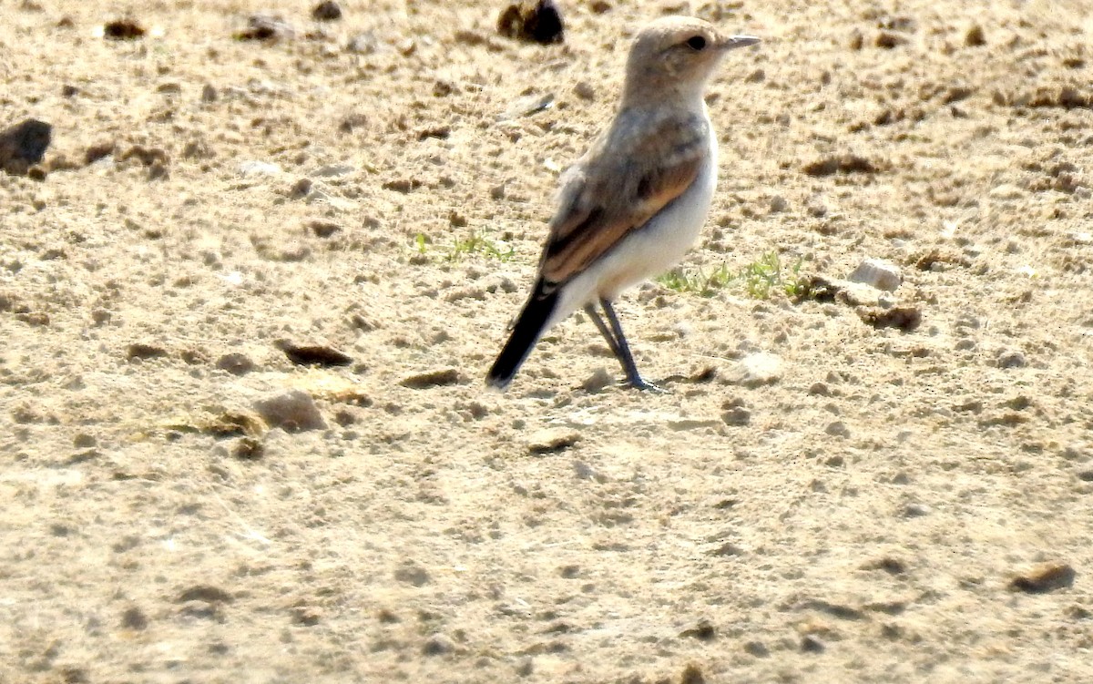 Isabelline Wheatear - ML107926891