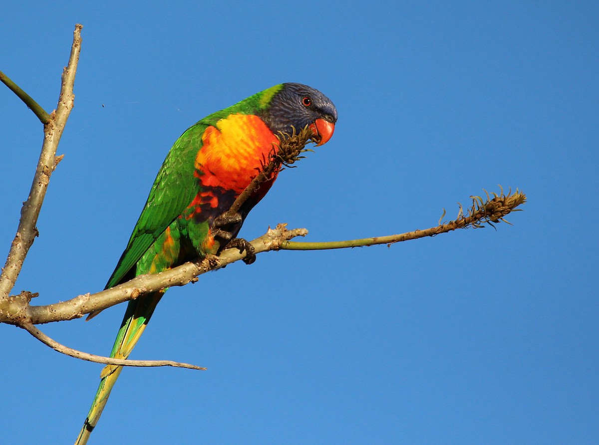 Rainbow Lorikeet - ML107928381