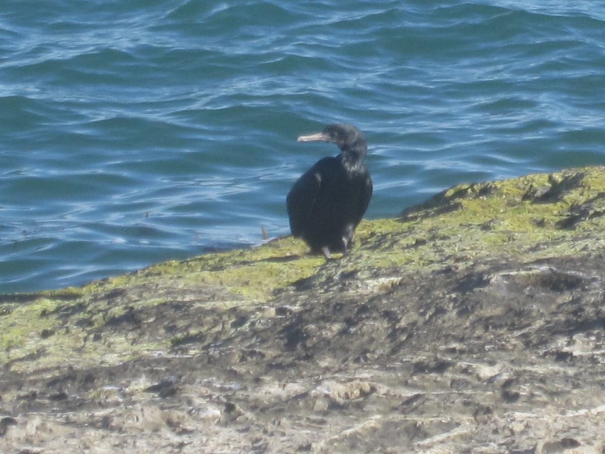 Brandt's Cormorant - ML107934121