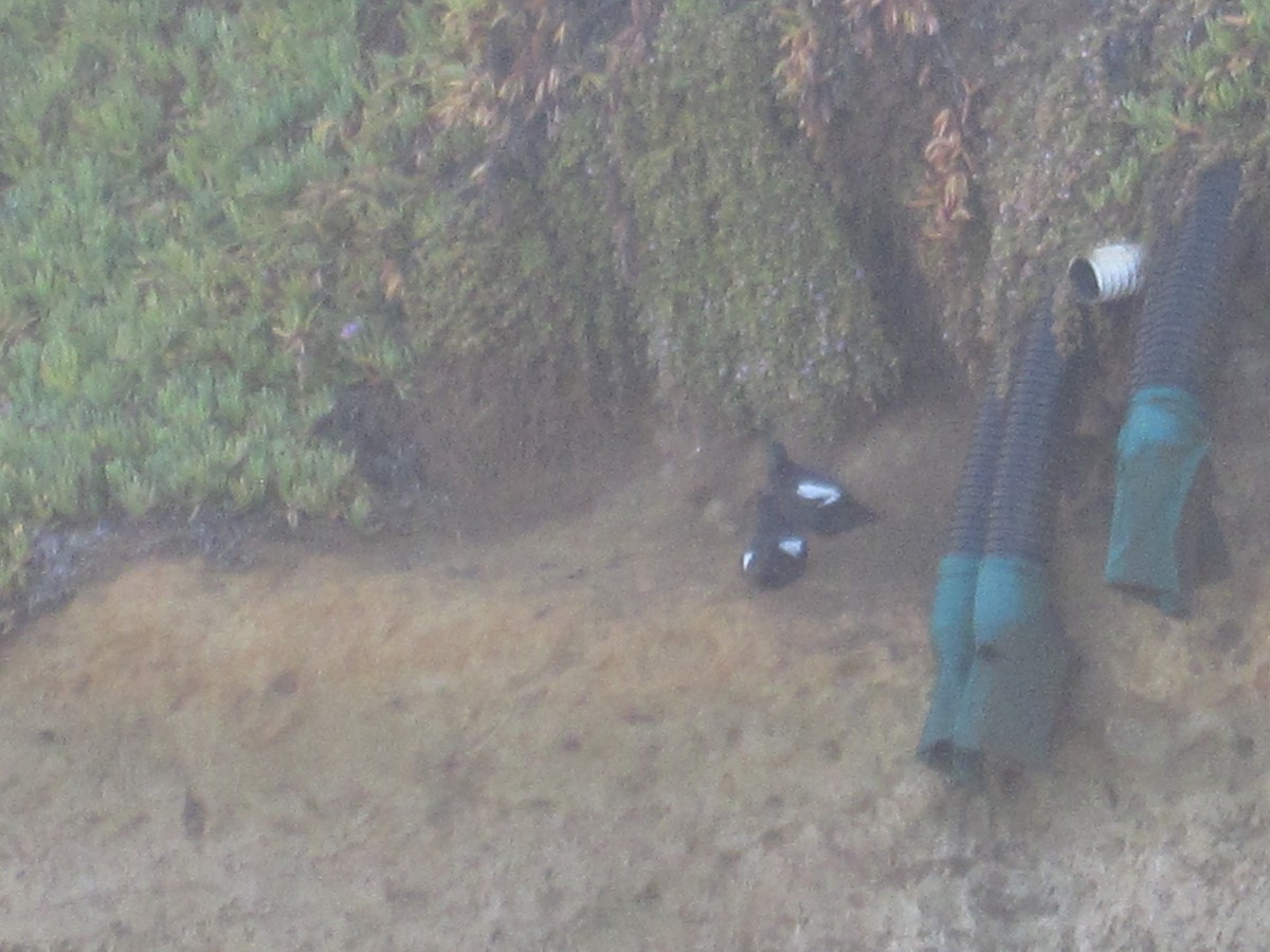 Pigeon Guillemot - ML107934141