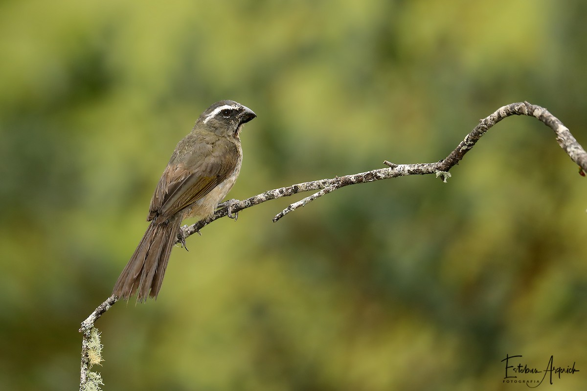 Thick-billed Saltator - ML107934511