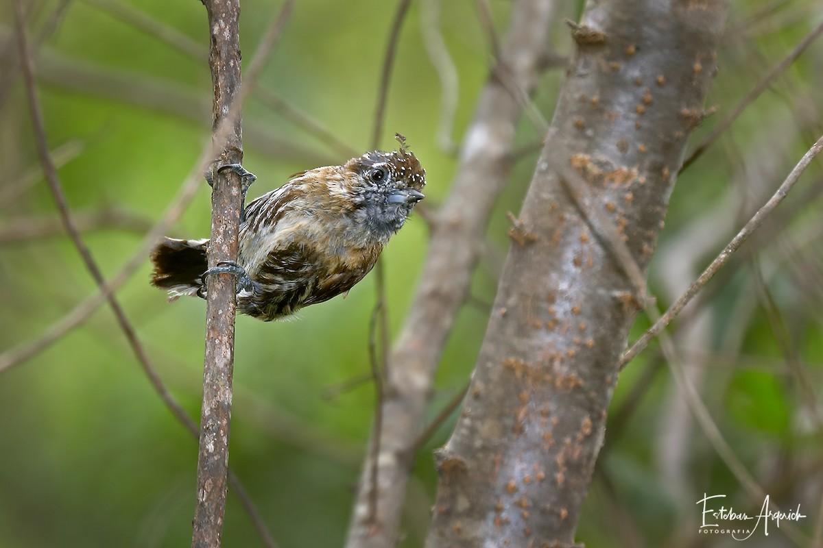 Mottled Piculet - ML107934561