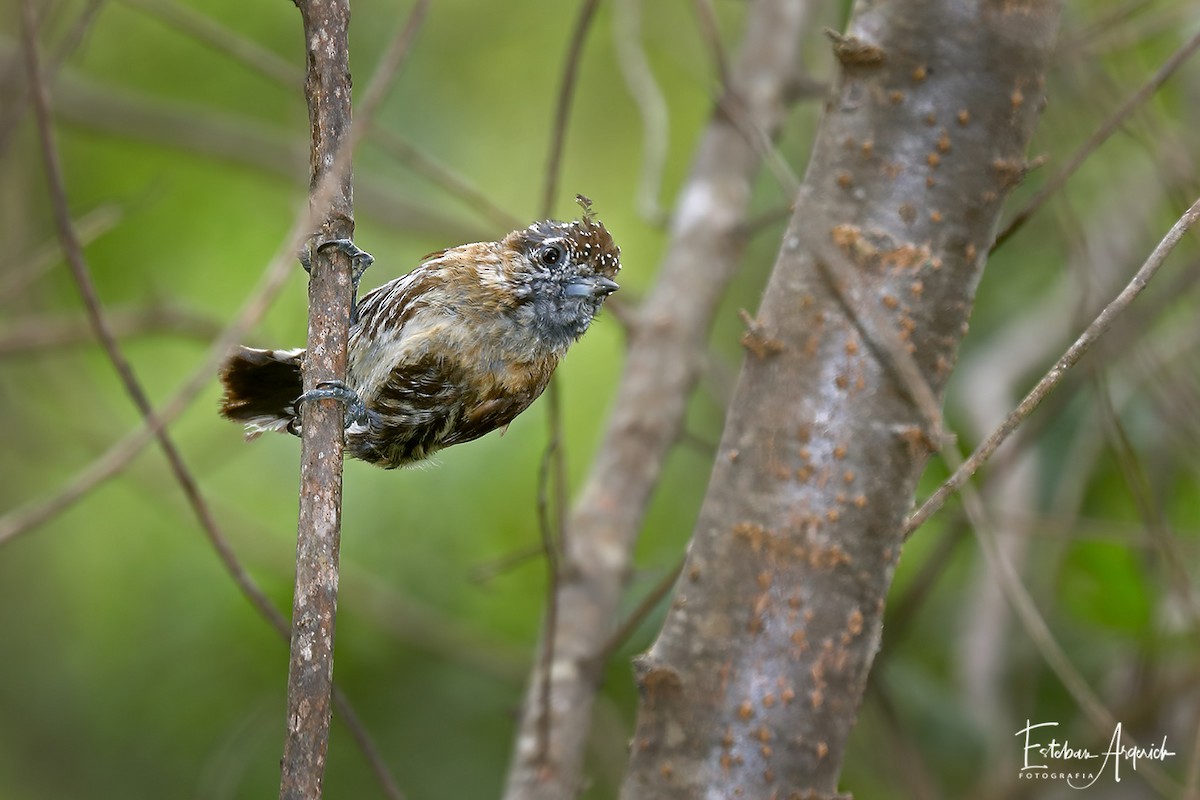 Braunbrust-Zwergspecht - ML107934561