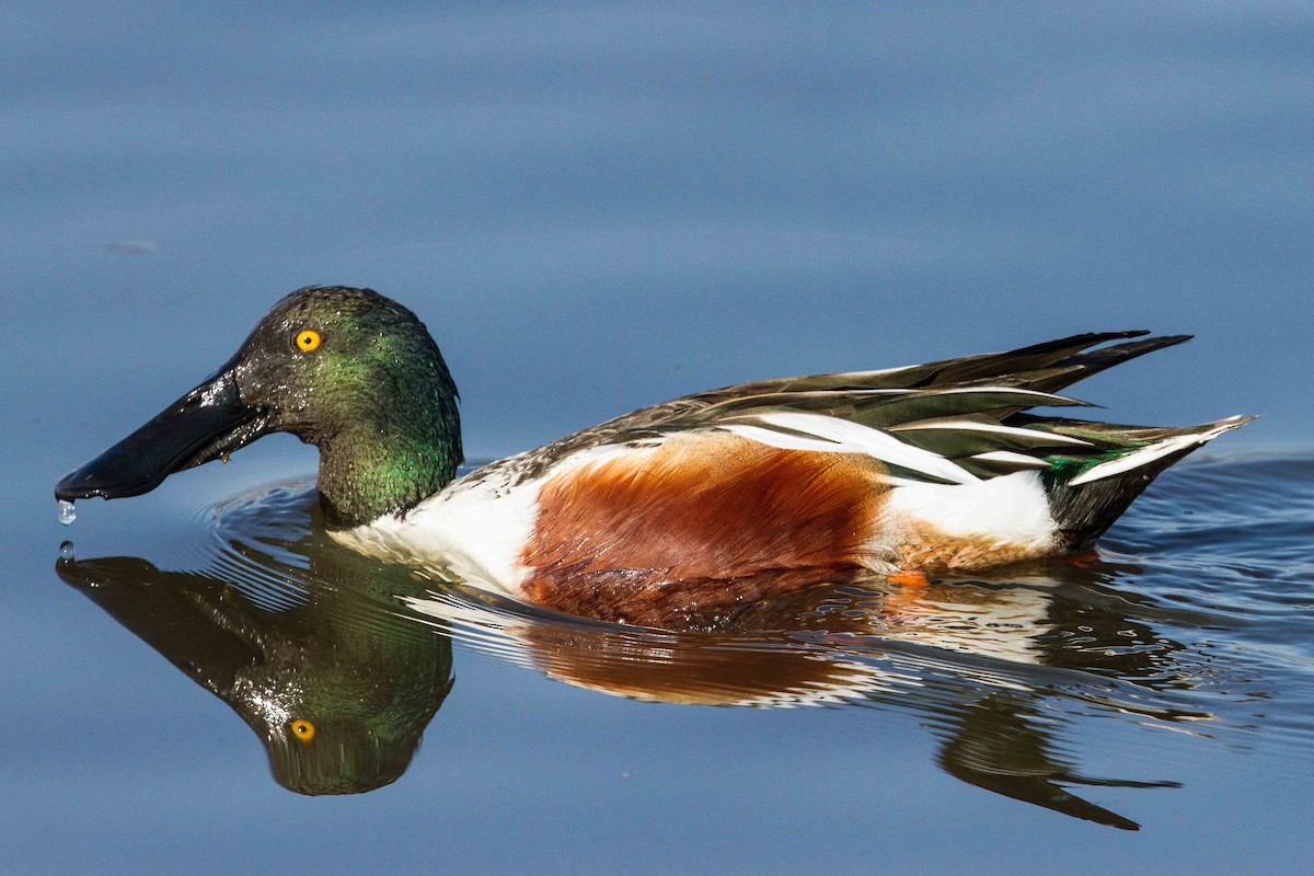 Northern Shoveler - Eric VanderWerf