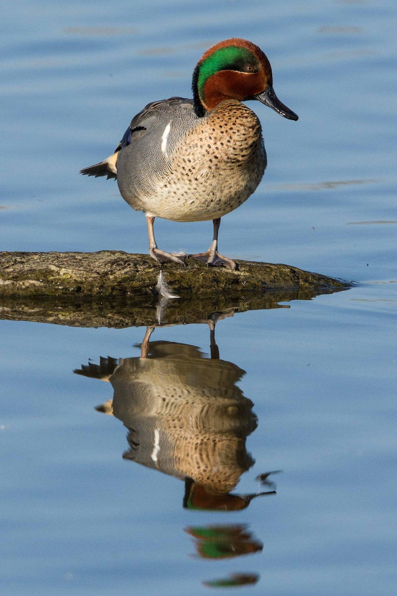 Green-winged Teal - ML107935051