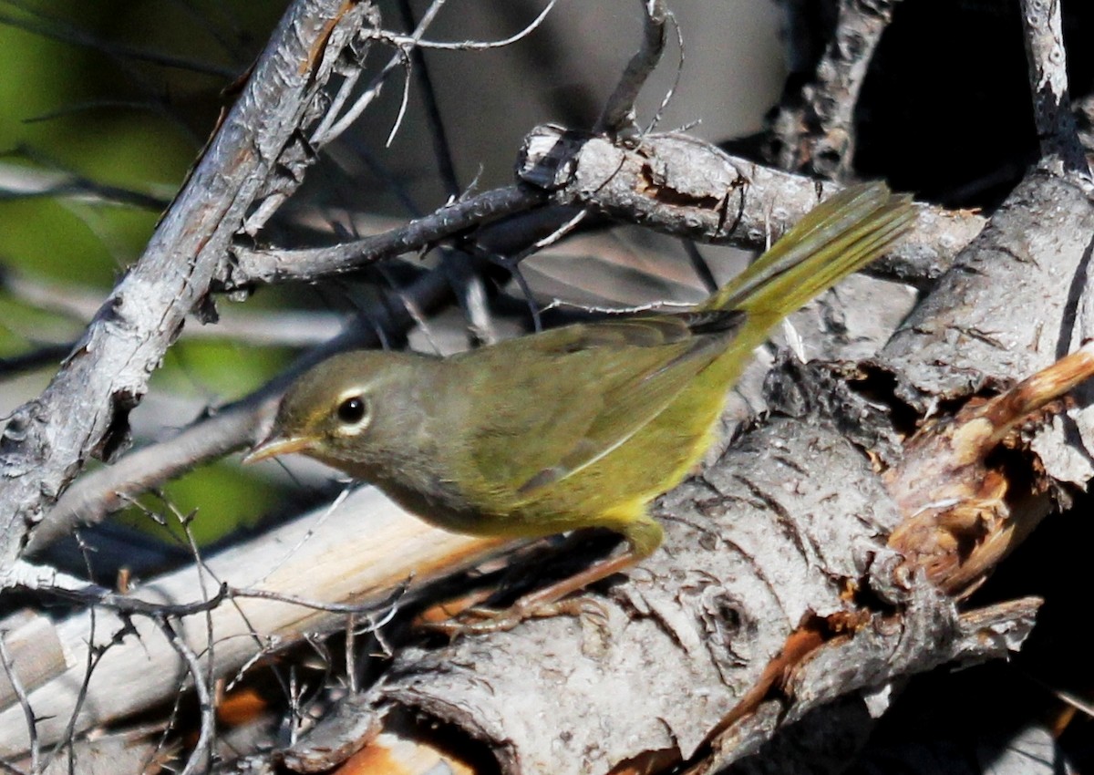 MacGillivray's Warbler - ML107935131