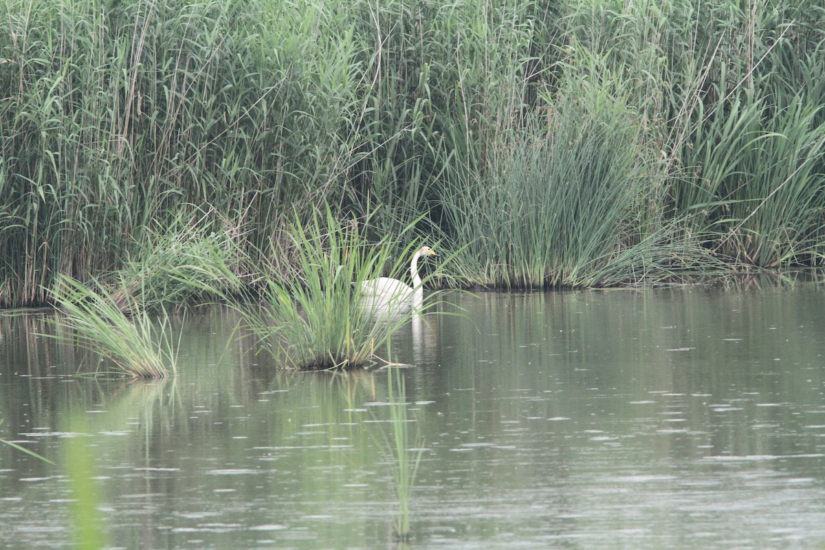 Whooper Swan - ML107936601