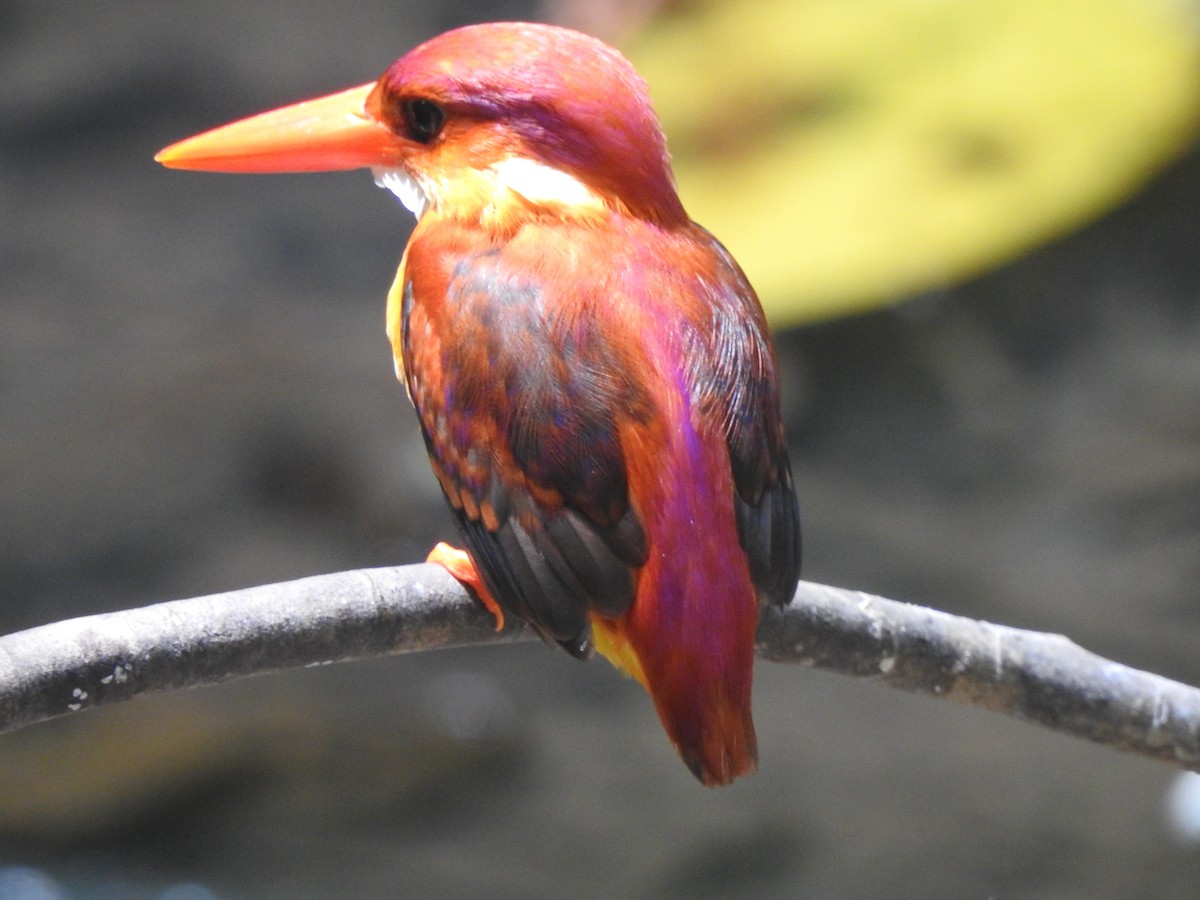 Rufous-backed Dwarf-Kingfisher - Michael Hurben