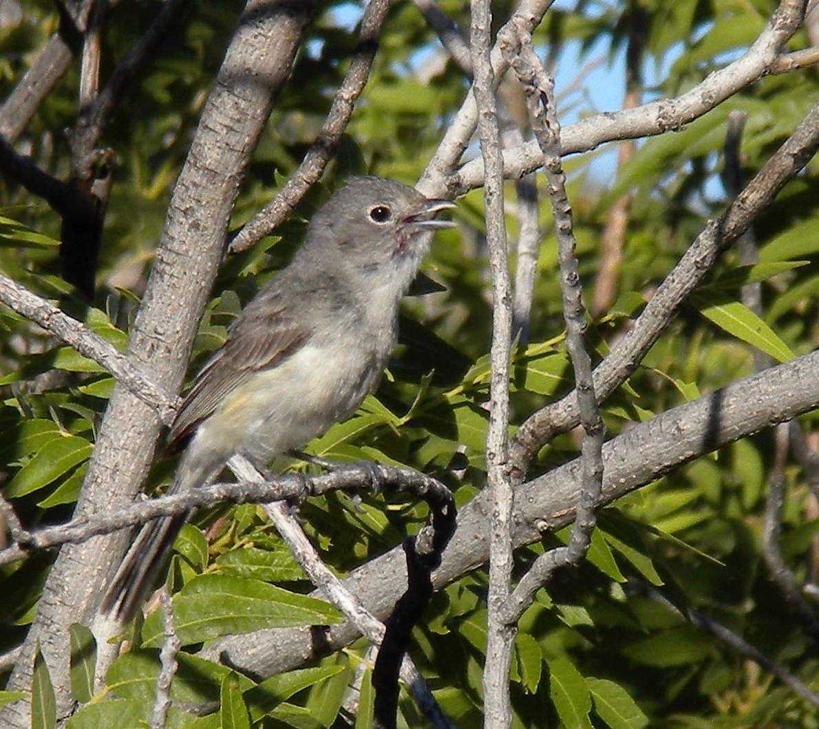 Gray Vireo - ML107939271