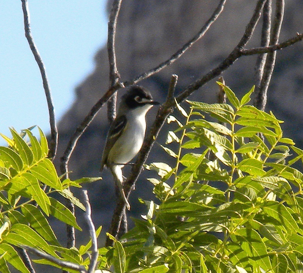 Black-capped Vireo - ML107939281