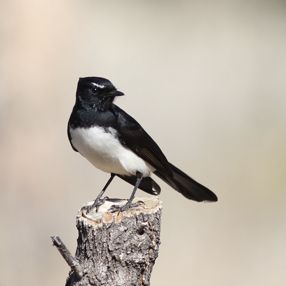 Willie-wagtail - ML107939811