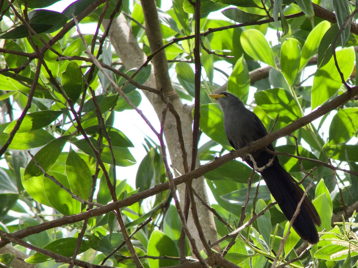 Blue Malkoha - ML107943771