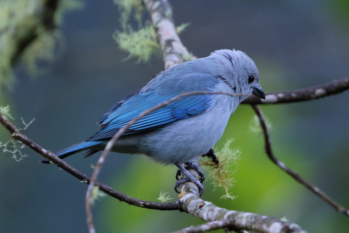 Blue-gray Tanager - David Bird