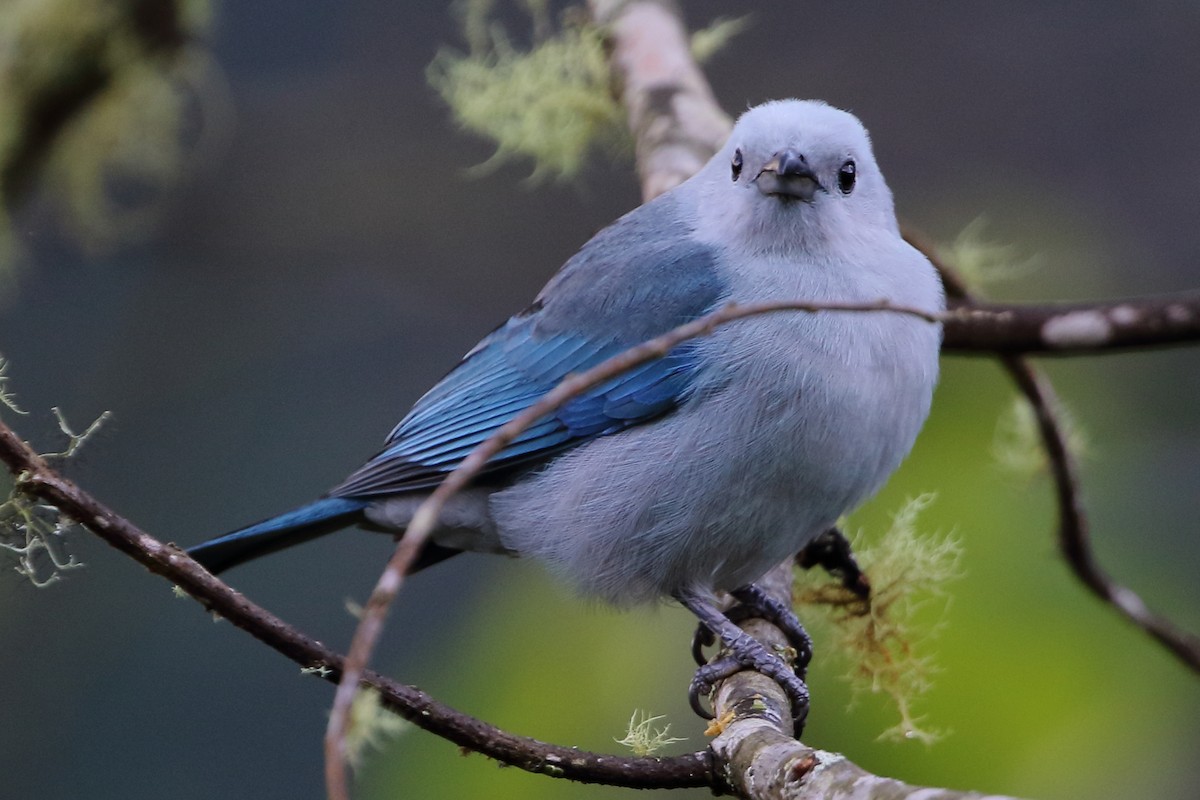 Blue-gray Tanager - David Bird