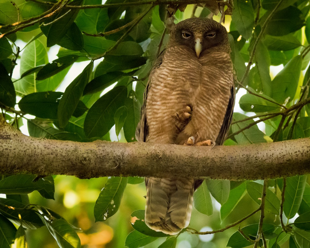 Rufous Owl - ML107946481