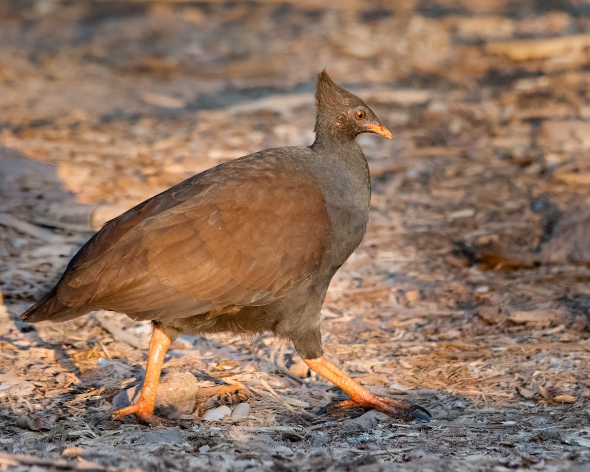 Orange-footed Megapode - ML107946761