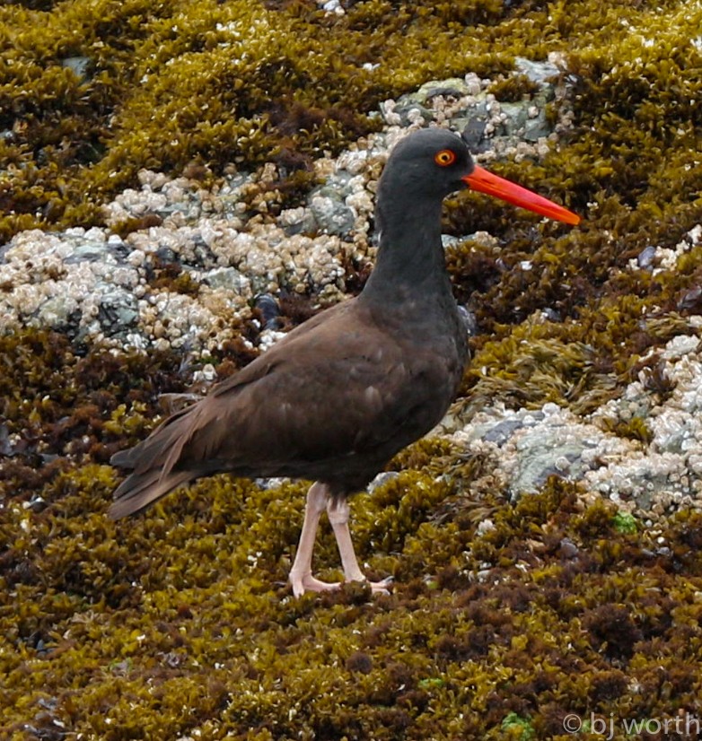 Black Oystercatcher - ML107947171