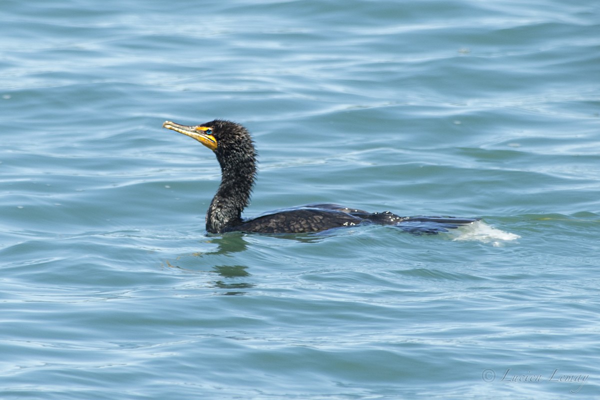 Double-crested Cormorant - ML107948121