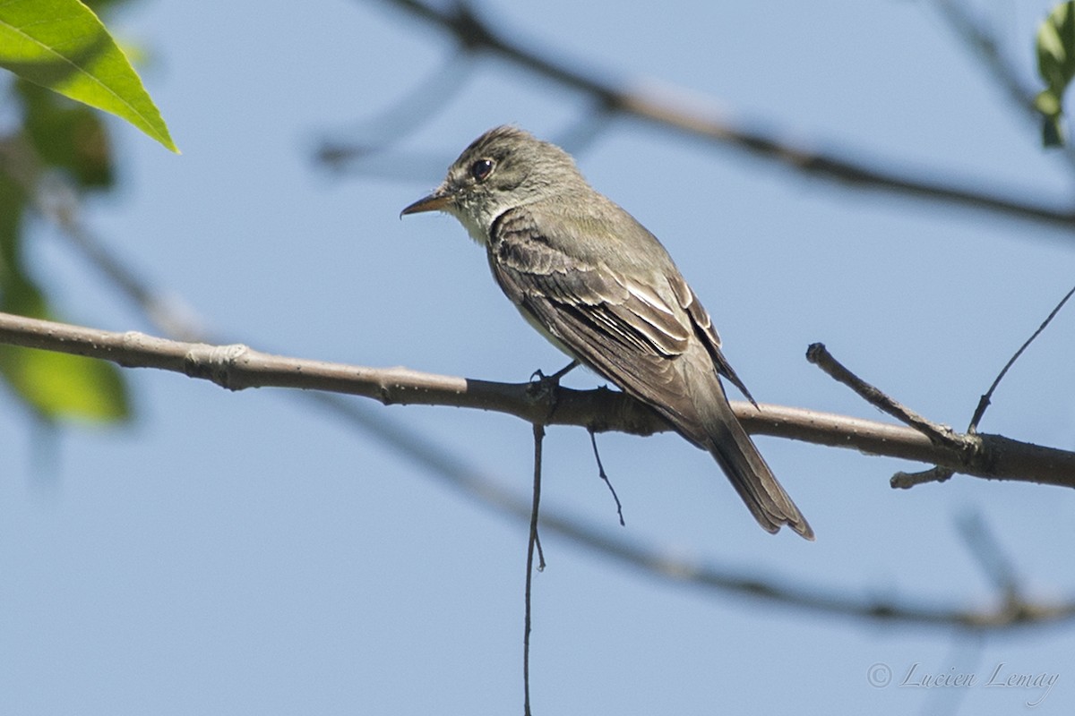 Eastern Wood-Pewee - ML107948311