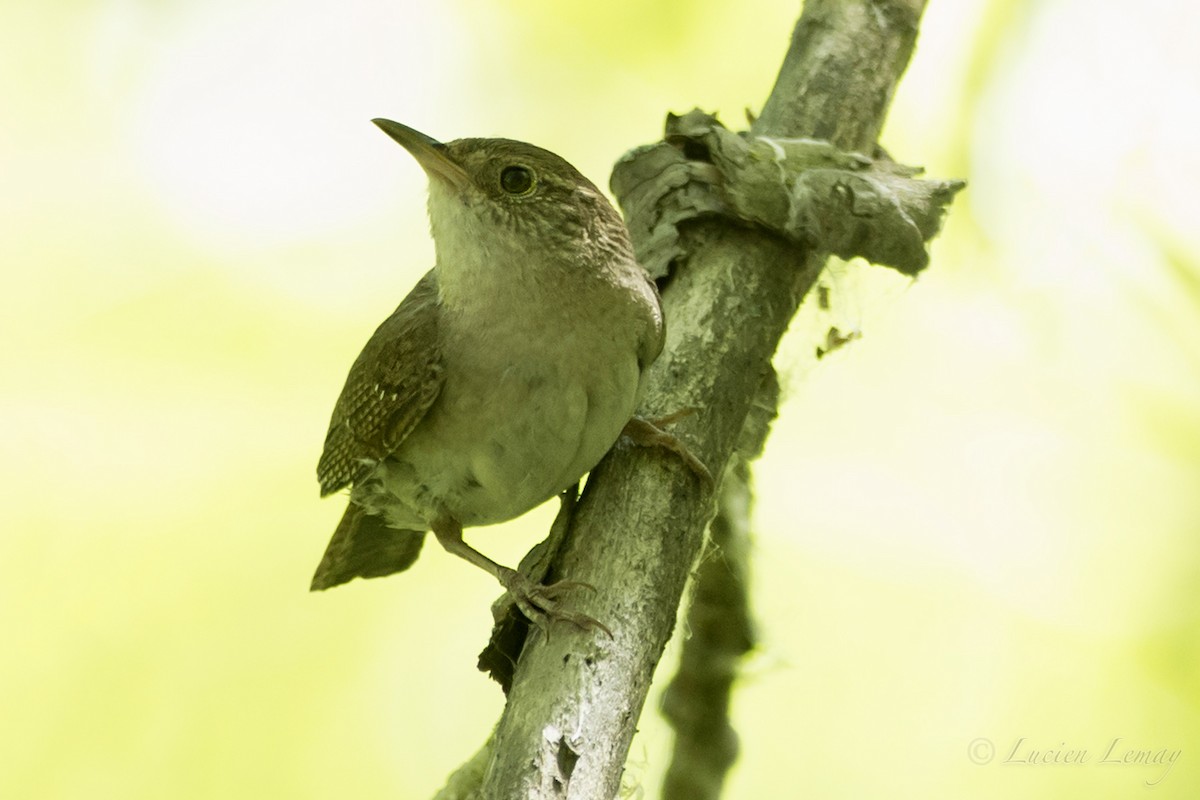 House Wren - ML107948381