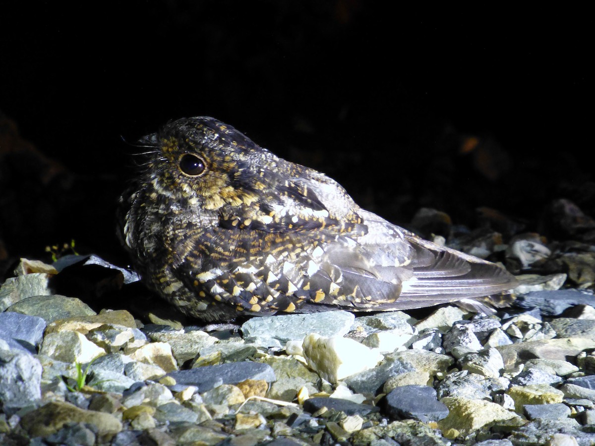Salvadori's Nightjar - Graeme Spinks