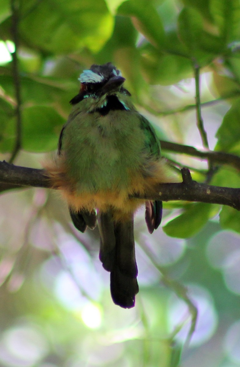 Turquoise-browed Motmot - ML107950121