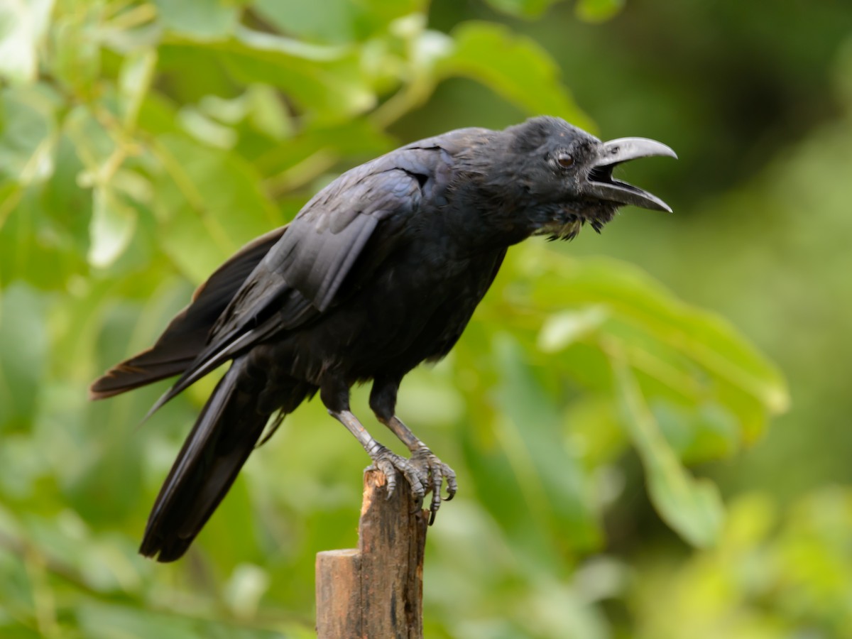 Large-billed Crow - Sampreeth Desai