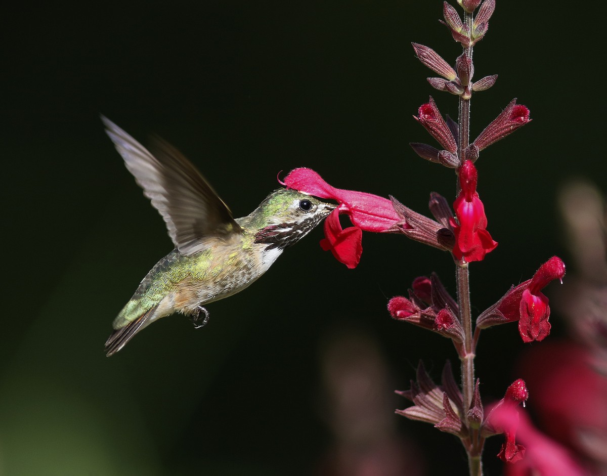 Colibrí Calíope - ML107953631