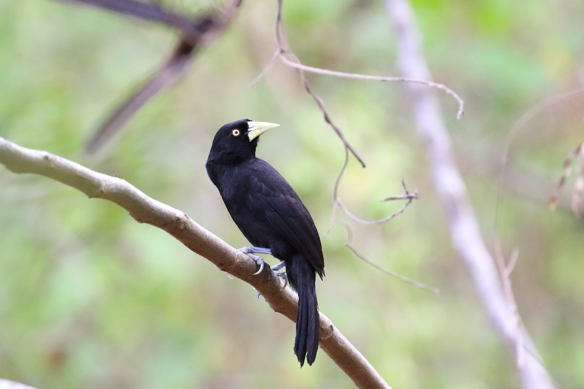 Yellow-billed Cacique - ML107953721