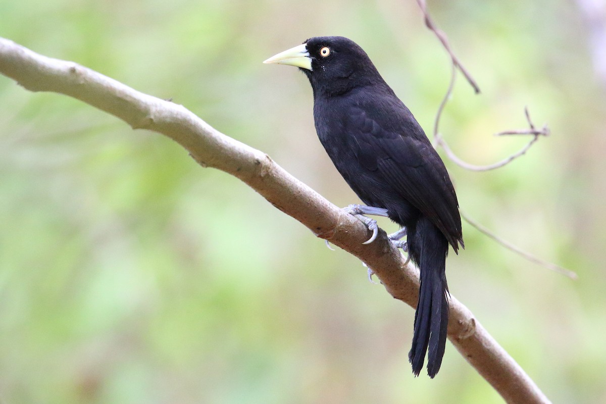 Yellow-billed Cacique - ML107953771