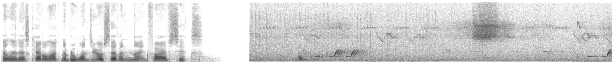 Four-colored Bushshrike - ML107956