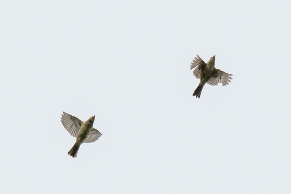 Baya Weaver - ML107956681
