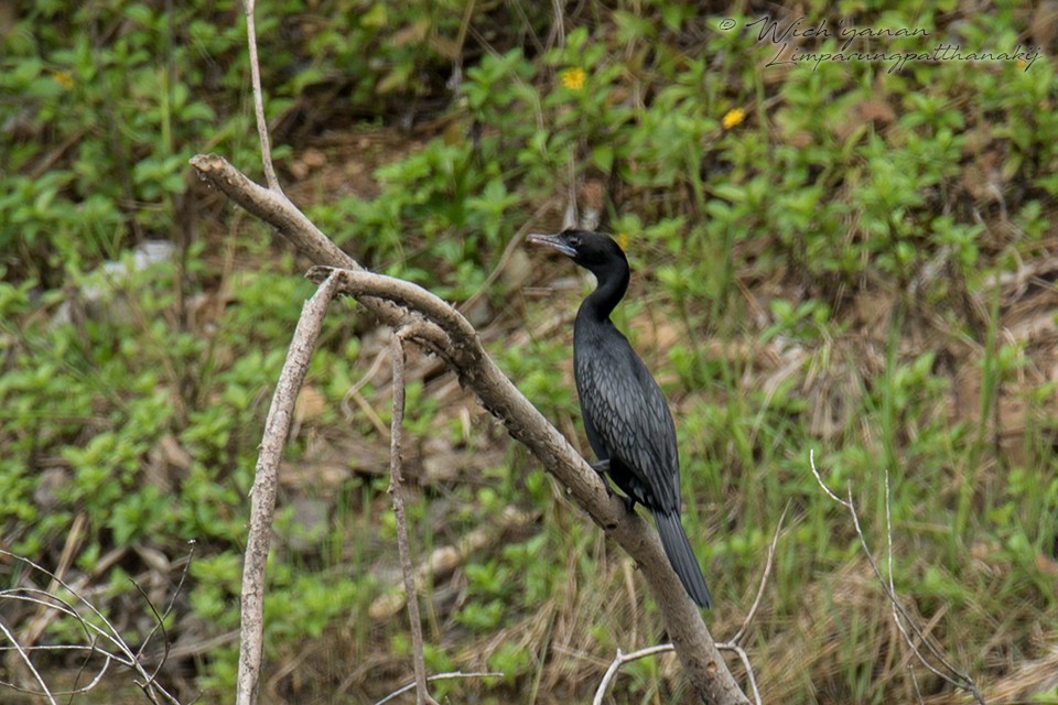 Little Cormorant - ML107956691