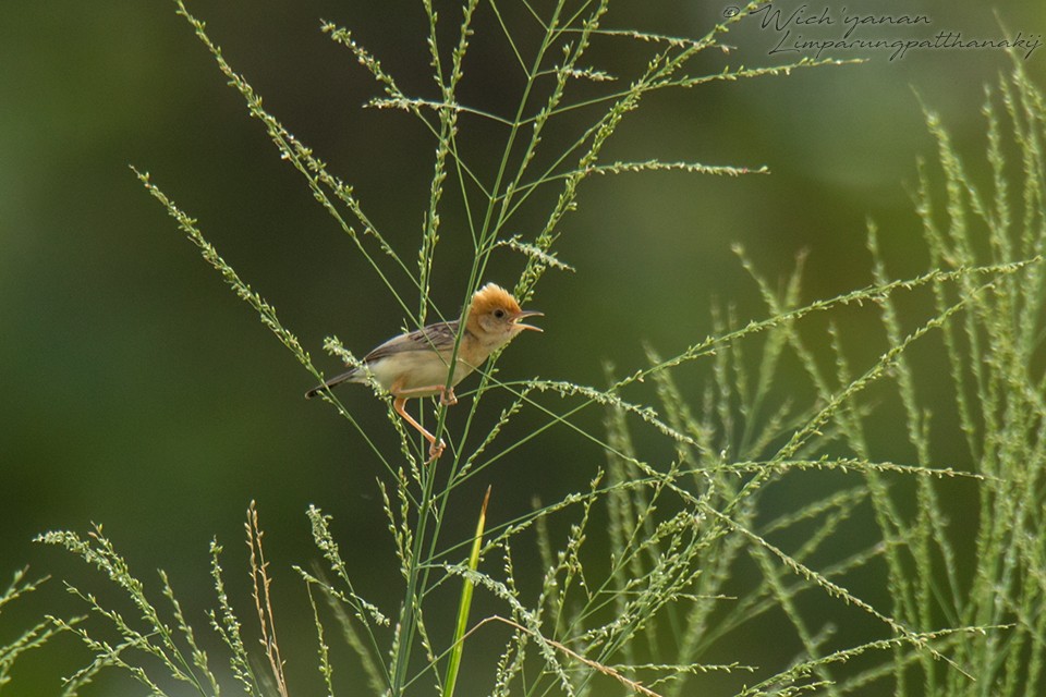 Golden-headed Cisticola - ML107956771