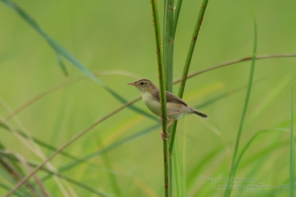 Golden-headed Cisticola - ML107956781