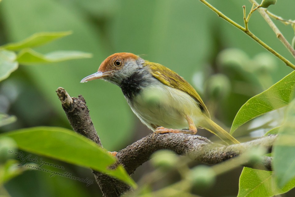 Dark-necked Tailorbird - ML107956801