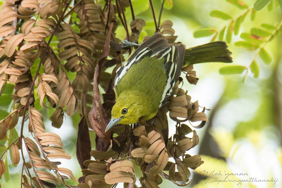 Common Iora - ML107956831