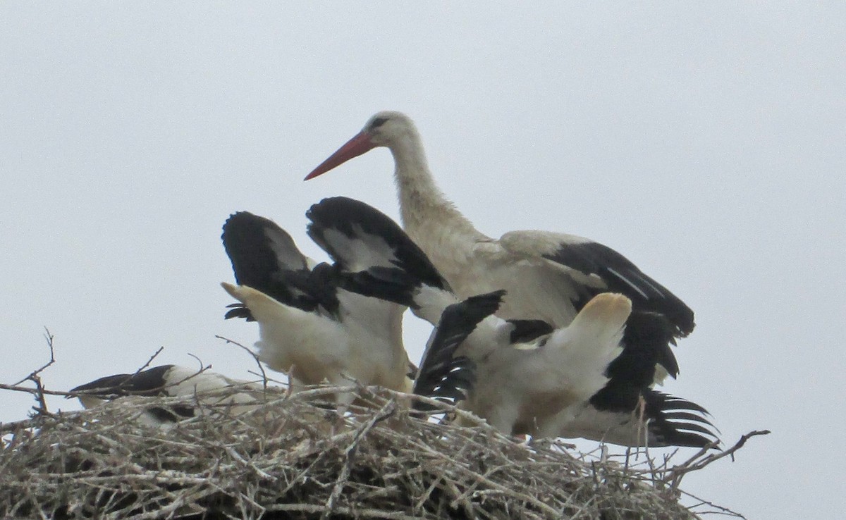 White Stork - ML107956981