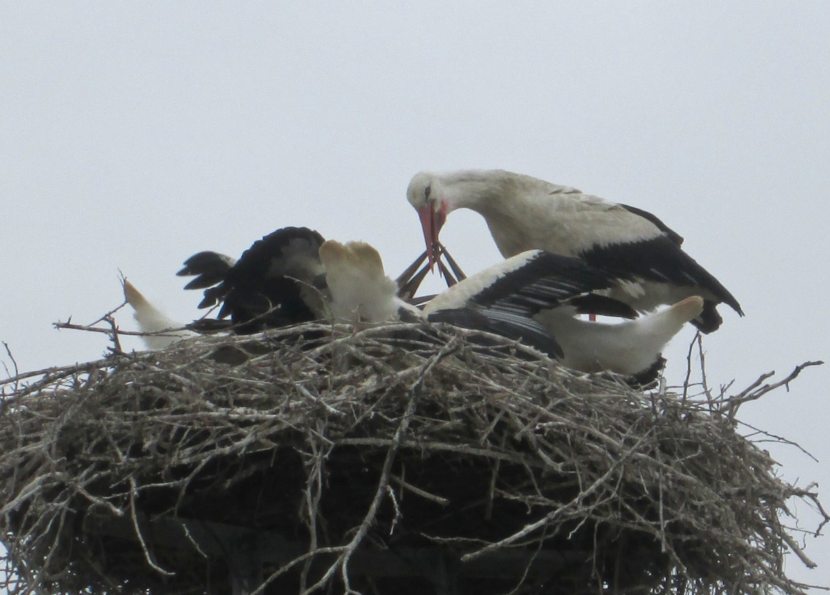 White Stork - ML107956991