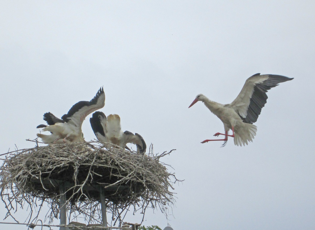 White Stork - ML107957001