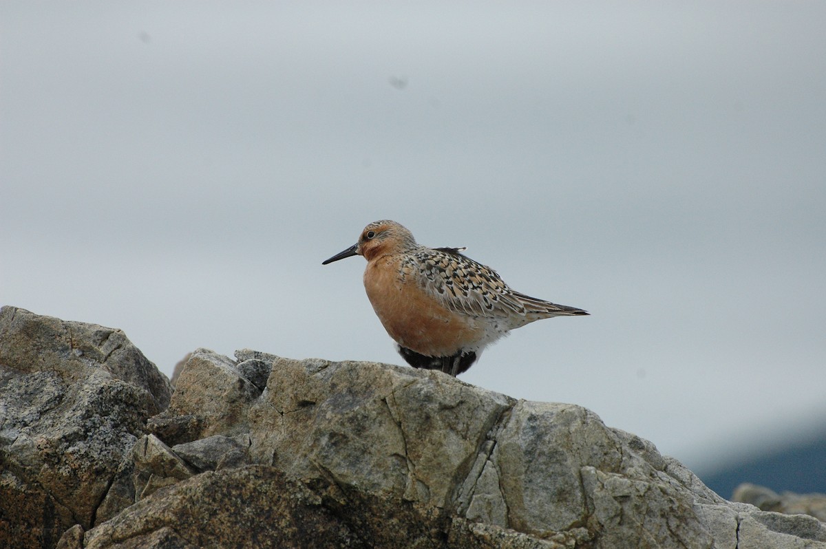 Red Knot - Mike Wald