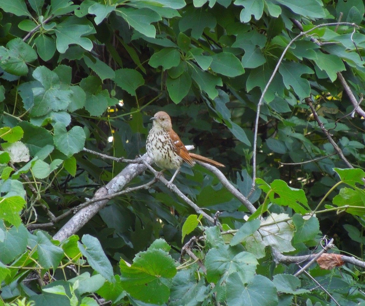 Brown Thrasher - ML107959111