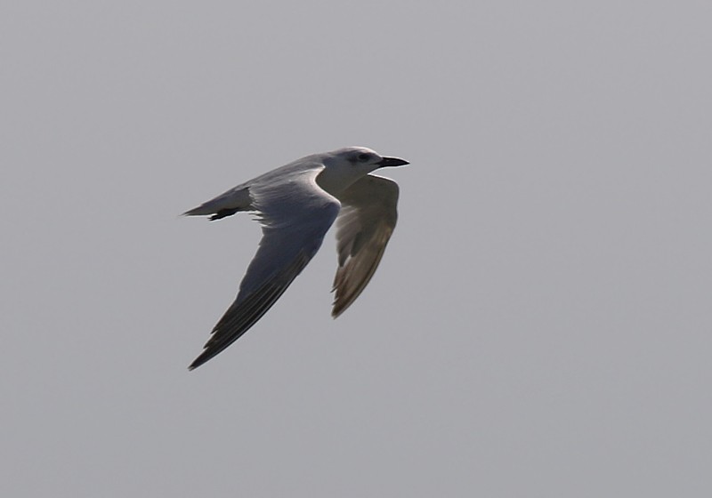 Gull-billed Tern - ML107959971