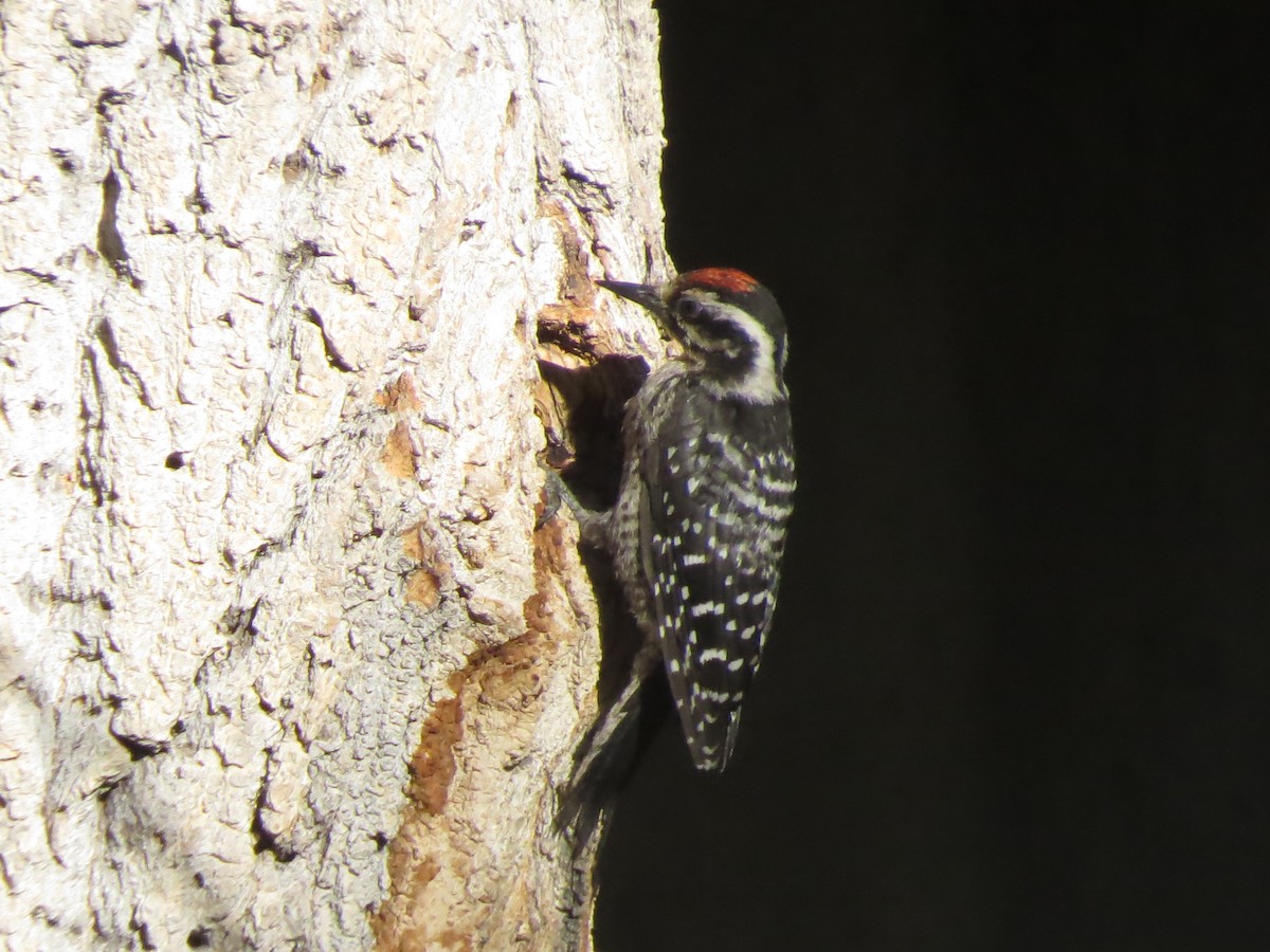 Nuttall's Woodpecker - ML107960351